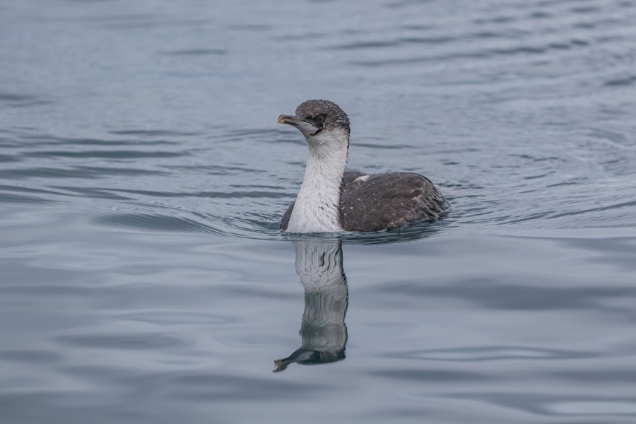 HDS29-20, DAY 06, 10 FEB pippalow-4326 - Oceanwide Expeditions.jpg