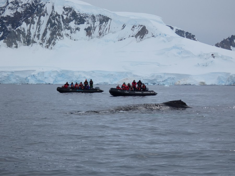 PLA30-20, Day 08, 23 FEB, Wilhelmina & Foyn, P1030191 -Oceanwide Expeditions.JPG