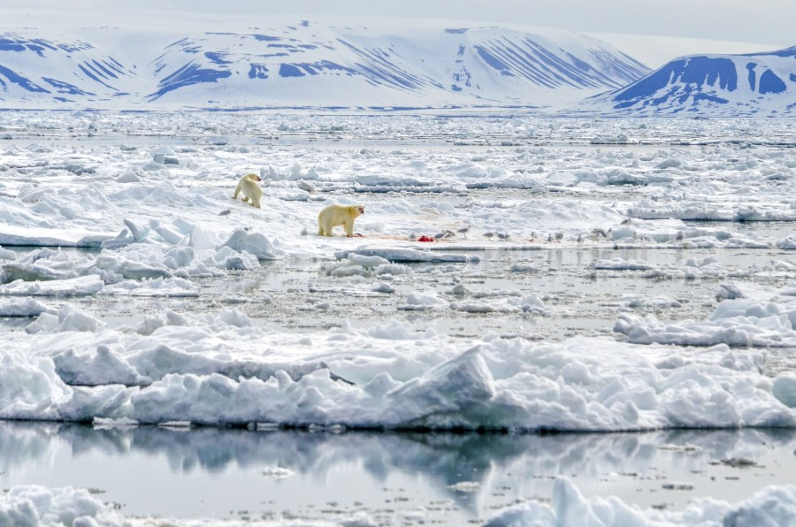 Polar bear, Svalbard, Spitsbergen, pack ice, June © Ilja Reijnen-Oceanwide Expeditions  (8).jpg