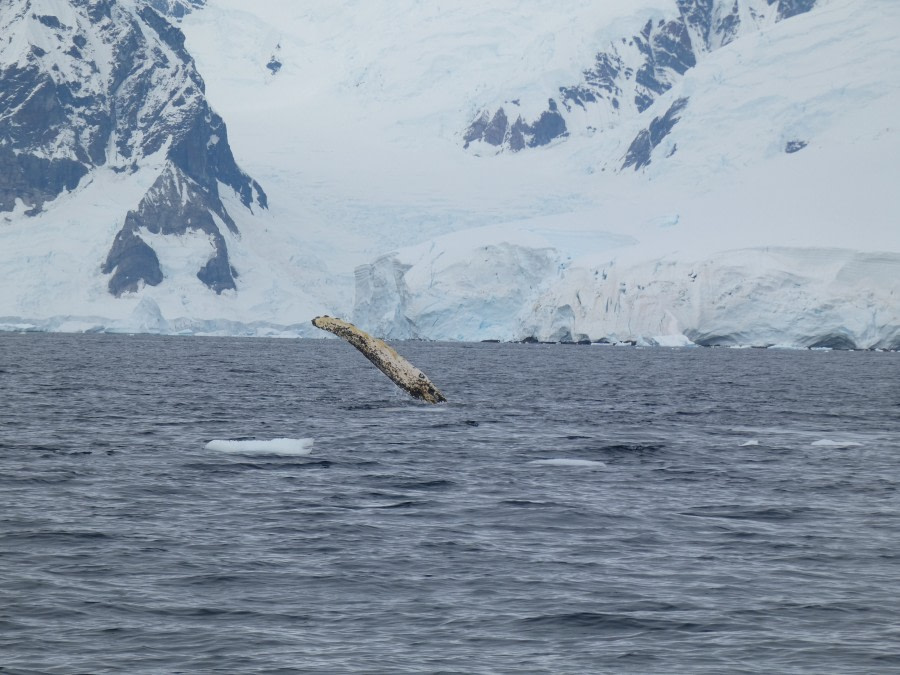 PLA30-20, Day 08, 23 FEB, Wilhelmina & Foyn, P1030167 -Oceanwide Expeditions.JPG