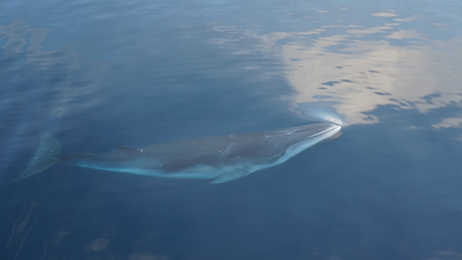 Minke Whale © Dolores Oiza - Oceanwide Expeditions.jpg