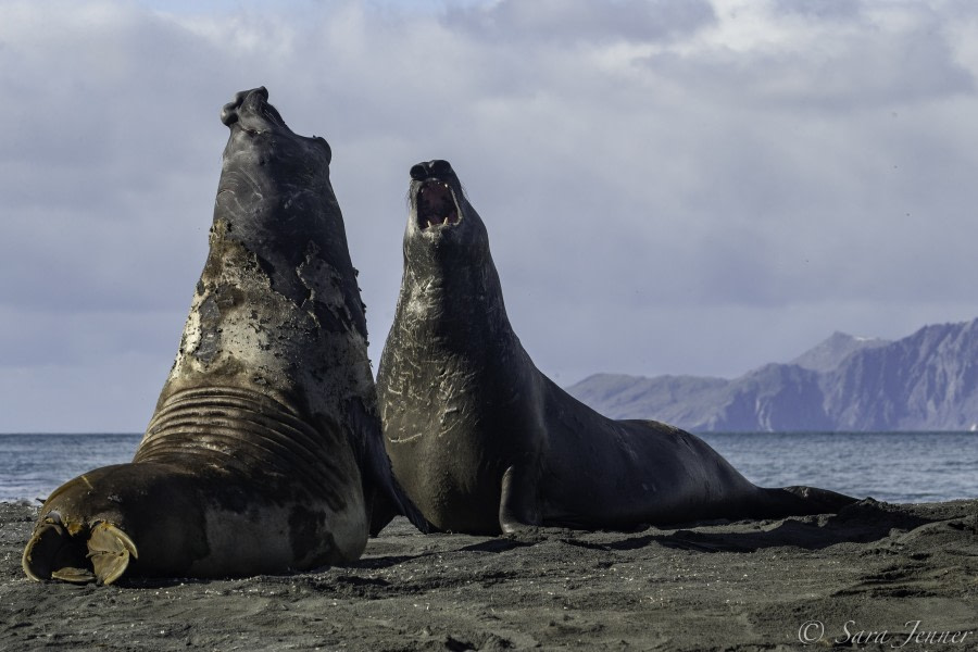 HDS31-20, Day 09, 03 Mar Gold Harbour 8 - Oceanwide Expeditions.jpg