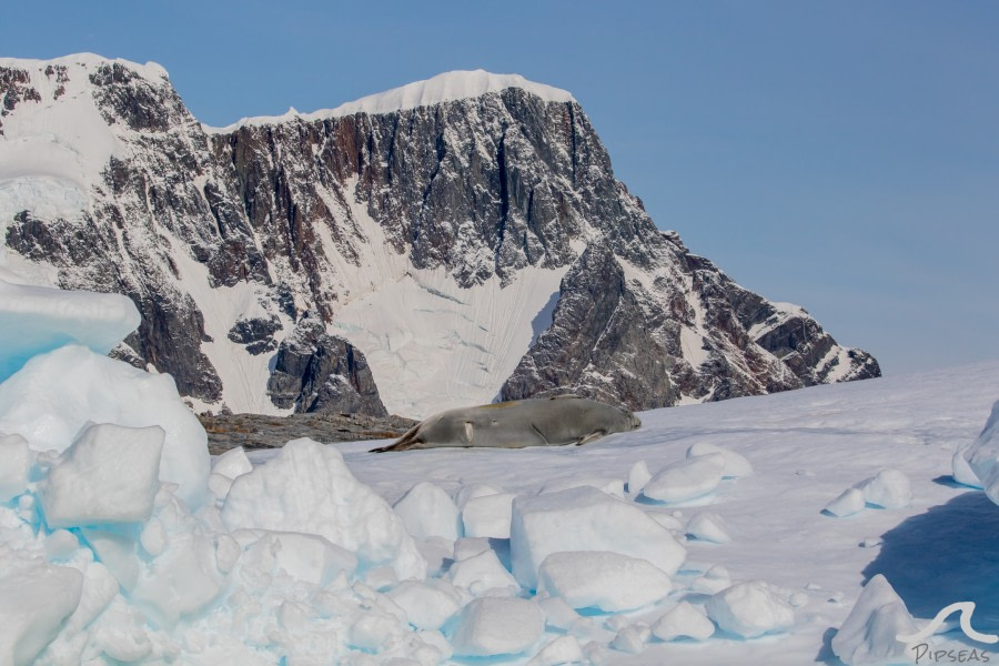 PLA31-20, Day 06, Lemaire_Petermann_Pleneau pippalow-6799 -Oceanwide Expeditions.jpg