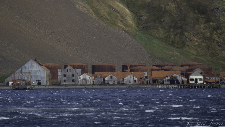 South Georgia: Stromness, Leith, Husvik, and Fortuna Bay