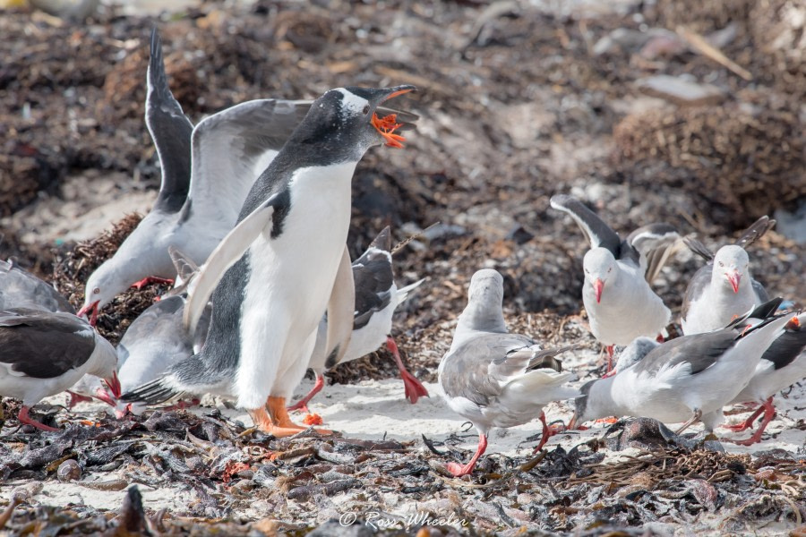 HDS31-20, Day 03, 26 Feb gentooPuke4 - Oceanwide Expeditions.jpg