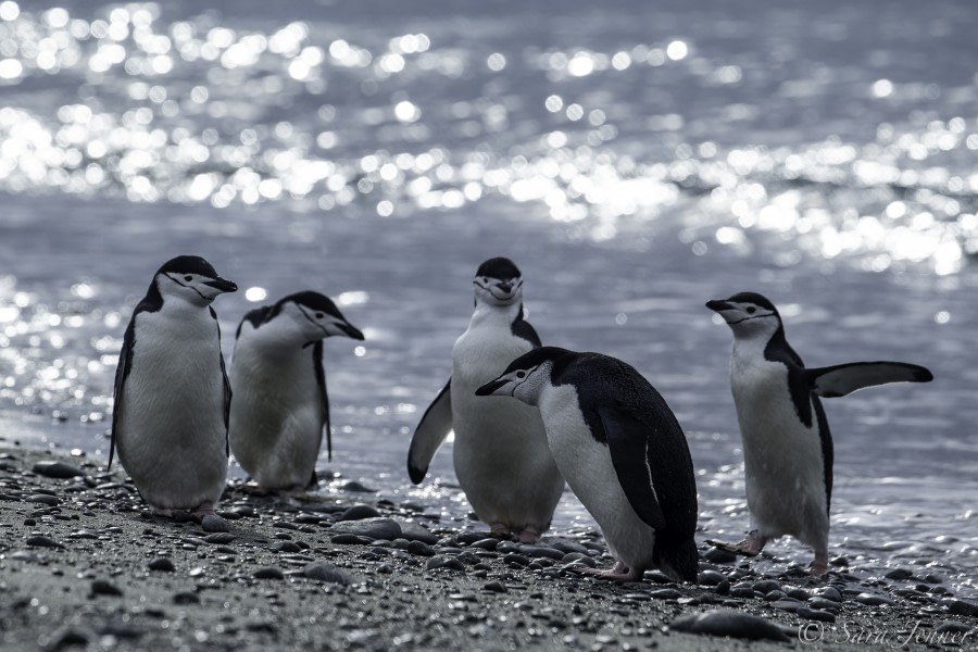 HDS31-20, Day 12, 06 Mar Orcadas 7 - Oceanwide Expeditions.jpg