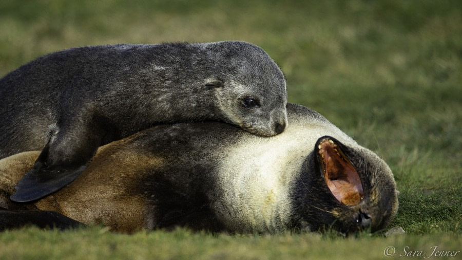 HDS31-20, Day 07, 01 Mar Gryviken 7 - Oceanwide Expeditions.jpg