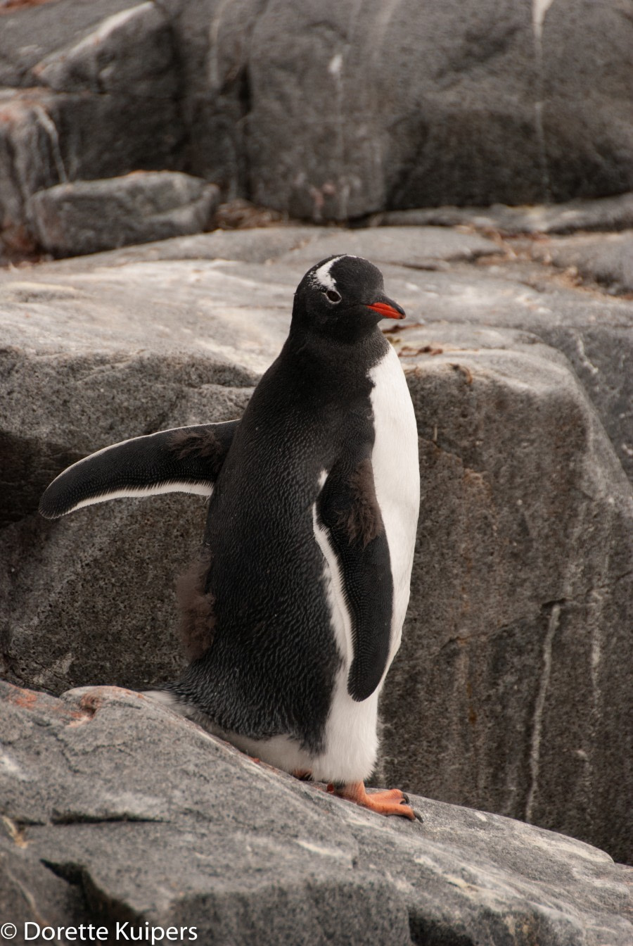 PLA31-20, Day 06, Lemaire_Petermann_Pleneau Gentoo -Oceanwide Expeditions.jpg