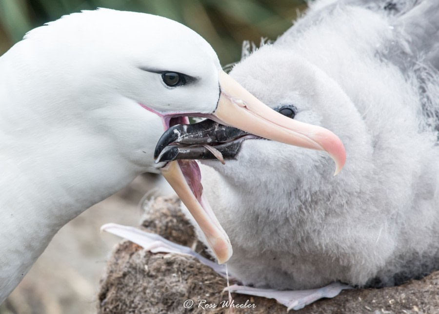 HDS31-20, Day 03, 26 Feb Black-Browed Albatross With Chick4 - Oceanwide Expeditions.jpg