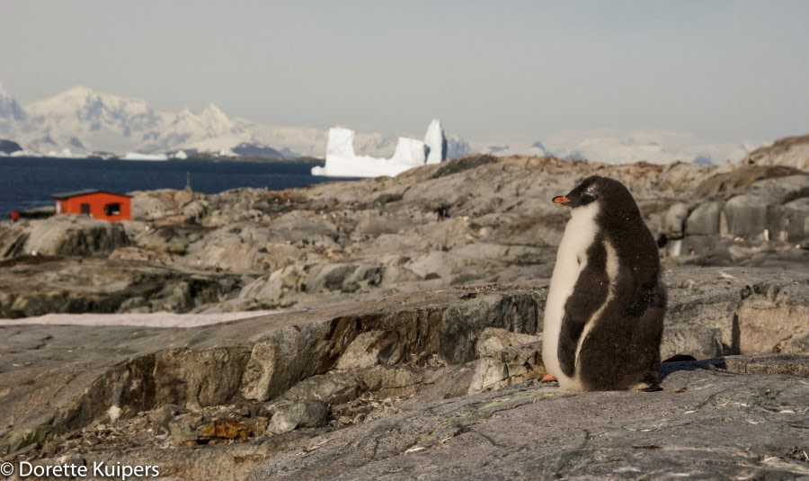 PLA31-20, Day 06, Lemaire_Petermann_Pleneau Triplog pictures DK_ -Oceanwide Expeditions.jpg