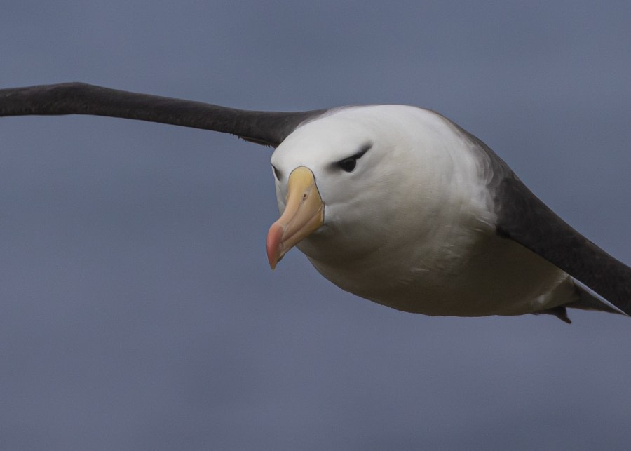 HDS31-20, Day 02, 25 Feb Martin_Berg_Black_Browed_Albatross - Oceanwide Expeditions.jpg