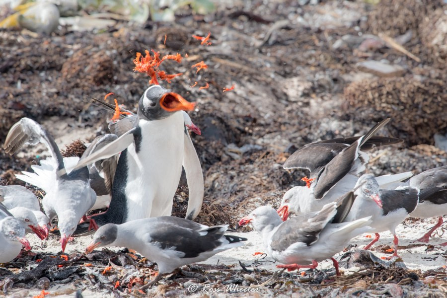 HDS31-20, Day 03, 26 Feb gentooPuke7 - Oceanwide Expeditions.jpg