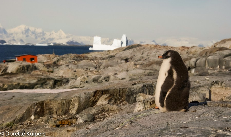 PLA31-20, Day 06, Lemaire_Petermann_Pleneau Peterman Penguine -Oceanwide Expeditions.jpg