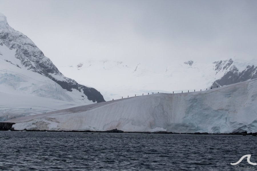 PLA31-20, Day 05, Brown_Neko pippalow-6697 -Oceanwide Expeditions.jpg