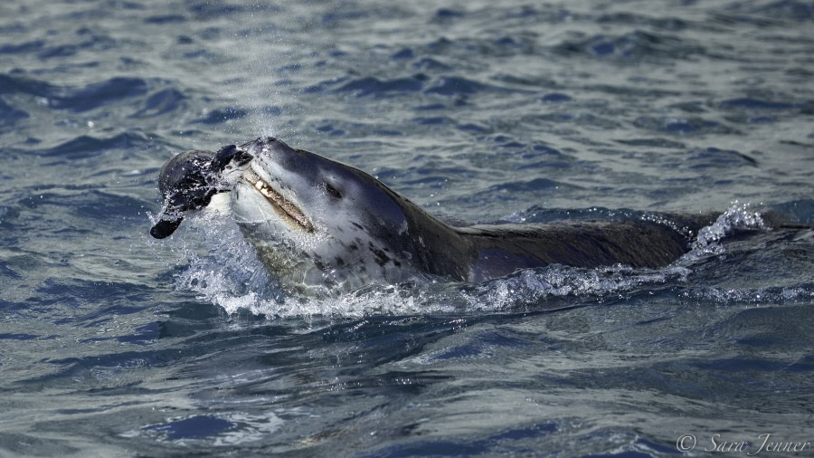 Leopard seal catching a Chinstrap Penguin © Sara Jenner - Oceanwide Expeditions.jpg