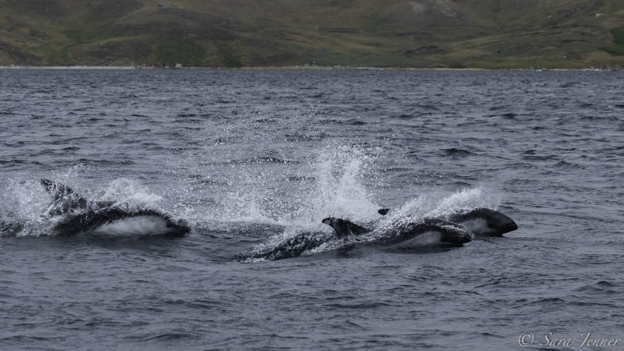 HDS31-20, Day 03, 26 Feb West Point 5 - Oceanwide Expeditions.jpg