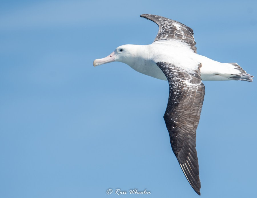 HDS31-20, Day 05, 28 Feb Wonderer - Oceanwide Expeditions.jpg