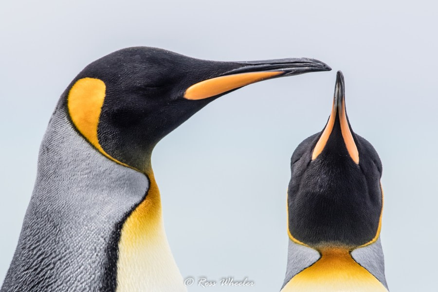 HDS31-20, Day 10, 04 Mar KingPortrait2 - Oceanwide Expeditions.jpg