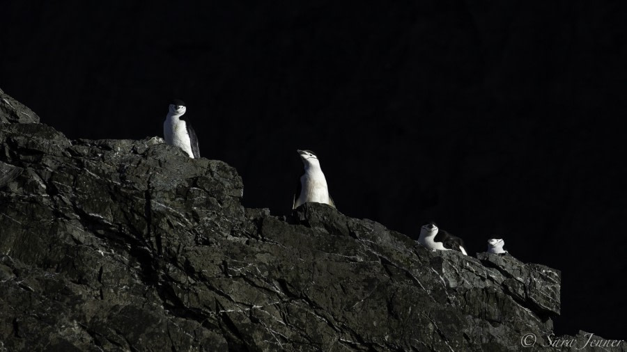 HDS31-20, Day 13, 07 Mar Point Wild 8 - Oceanwide Expeditions.jpg