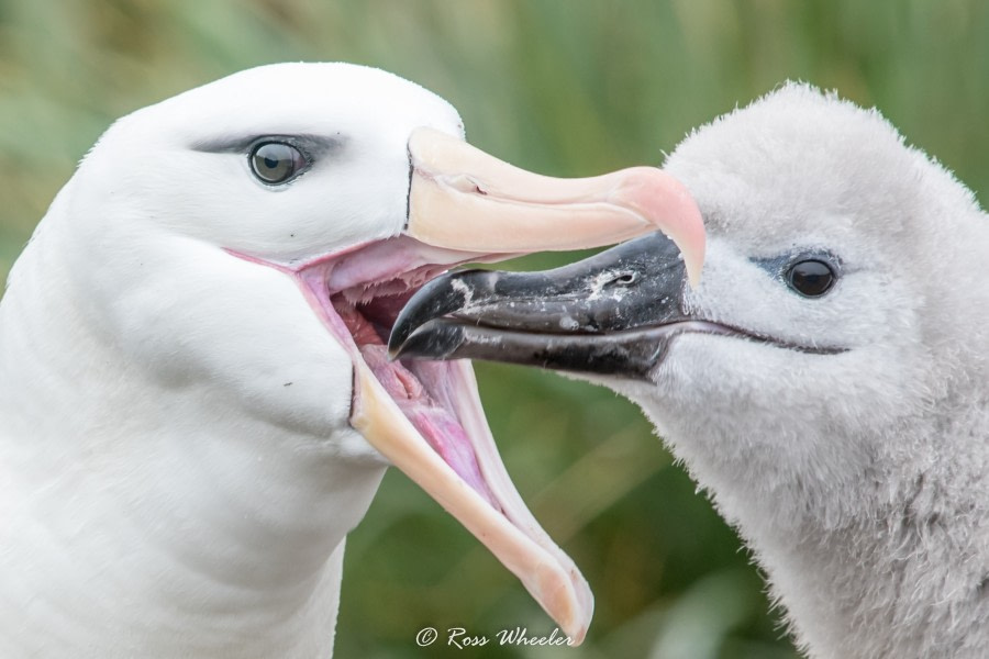 HDS31-20, Day 03, 26 Feb Black-Browed Albatross With Chick3 - Oceanwide Expeditions.jpg