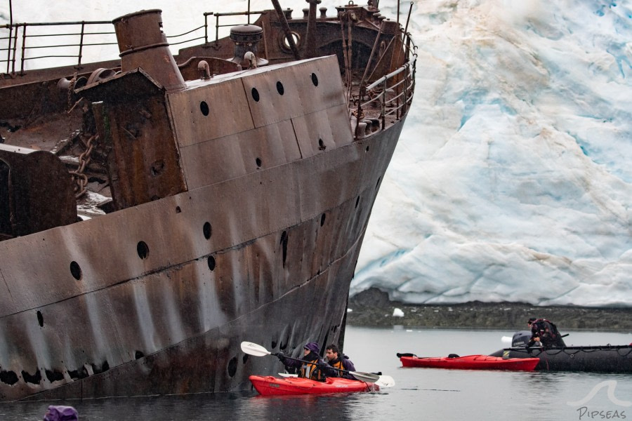 PLA31-20, Day 08, Foyne_Orne pippalow-7137 -Oceanwide Expeditions.jpg