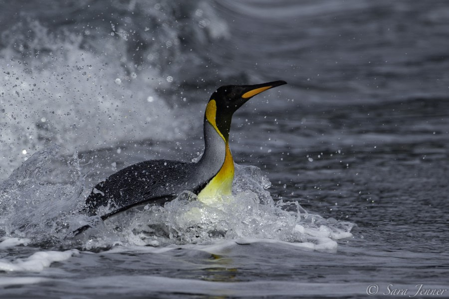 HDS31-20, Day 09, 03 Mar Gold Harbour 4 - Oceanwide Expeditions.jpg