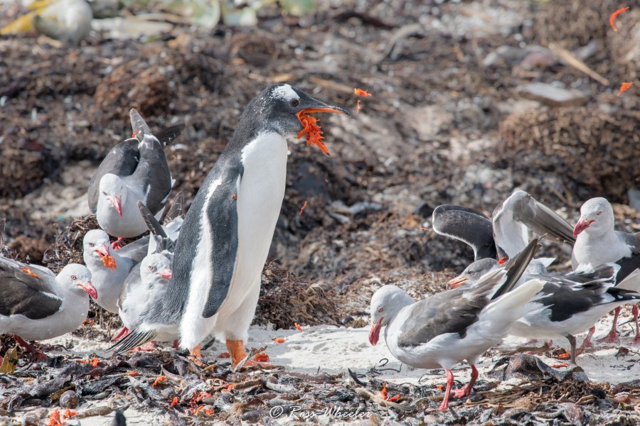 HDS31-20, Day 03, 26 Feb gentooPuke5 - Oceanwide Expeditions.jpg