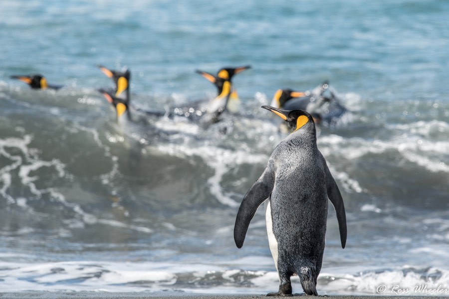 HDS31-20, Day 09, 03 Mar King Penguins - Oceanwide Expeditions.jpg