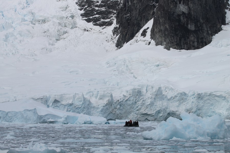 PLA31-20, Day 05, Brown_Neko IMG_5973 -Oceanwide Expeditions.JPG