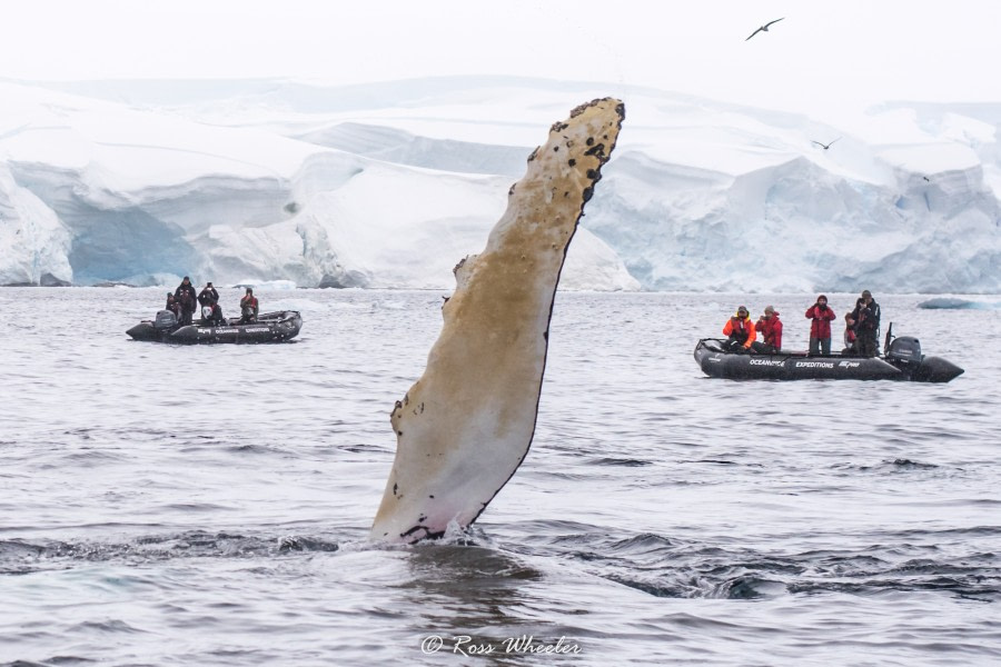 HDS31-20, Day 20, 14 Mar Zodiac Cruise(2) 14 March 2020 - Oceanwide Expeditions.jpg