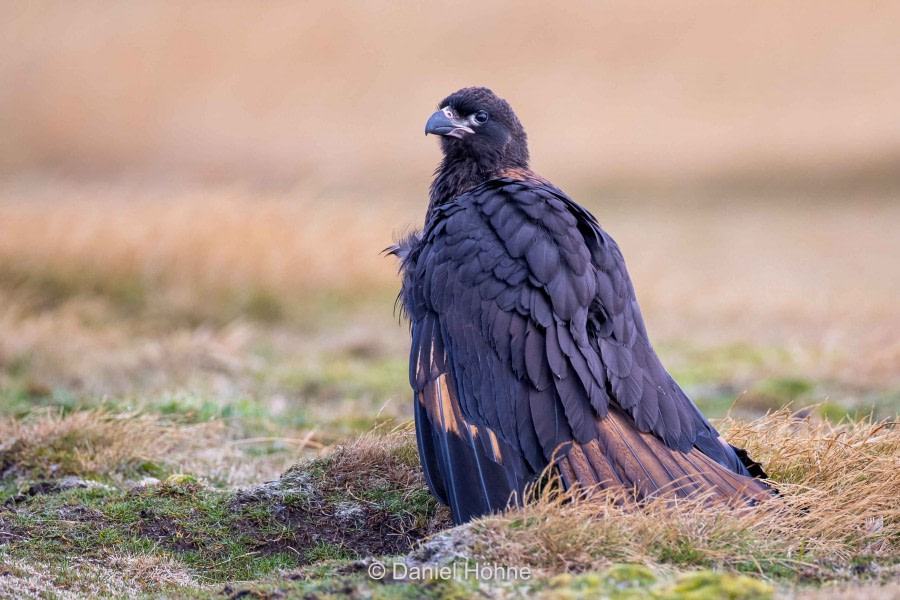 The Falkland Islands: Westpoint Island and Saunders Island