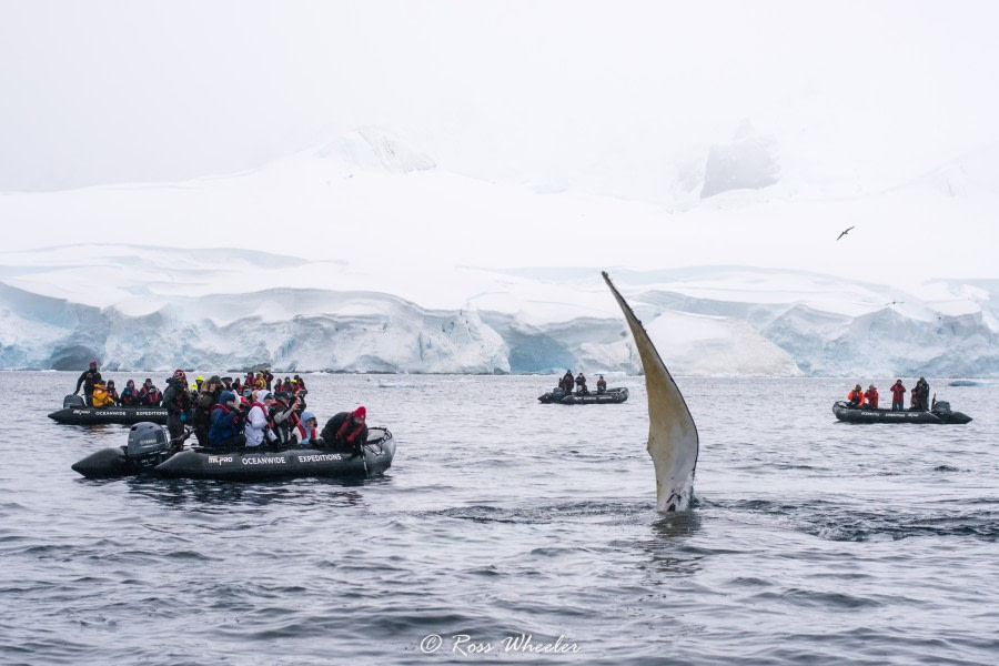 The Antarctic Peninsula: Foyn Harbour and Gerlache Strait