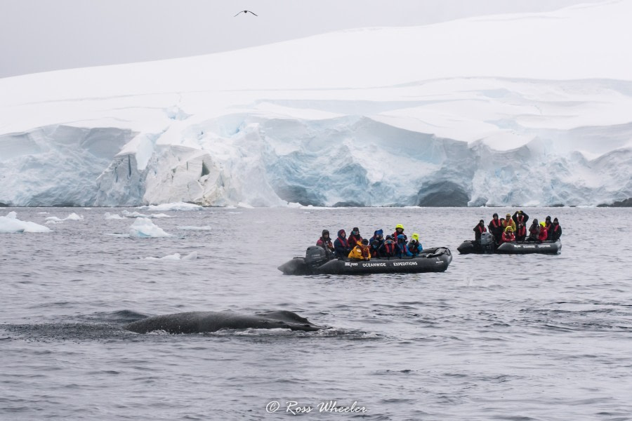 HDS31-20, Day 20, 14 Mar Zodiac Cruise(3) 14 March 2020 - Oceanwide Expeditions.jpg