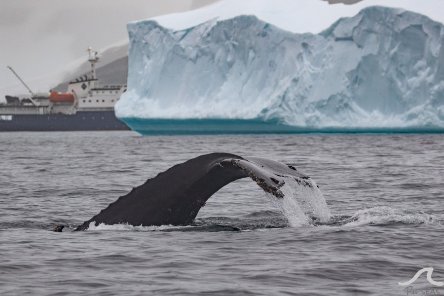 PLA31-20, Day 08, Foyne_Orne pippalow-7255 -Oceanwide Expeditions.jpg