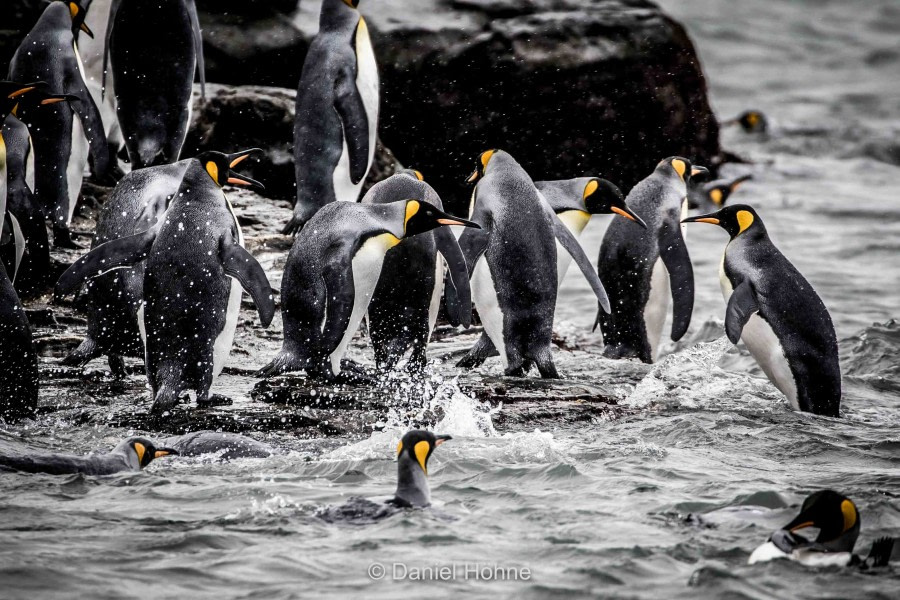 HDS31-20, Day 10, 04 Mar 5D2A3477-DanielHöhne-2 - Oceanwide Expeditions.jpg