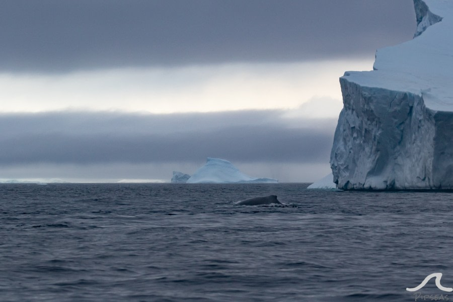 PLA31-20, Day 08, Foyne_Orne pippalow-7168 -Oceanwide Expeditions.jpg