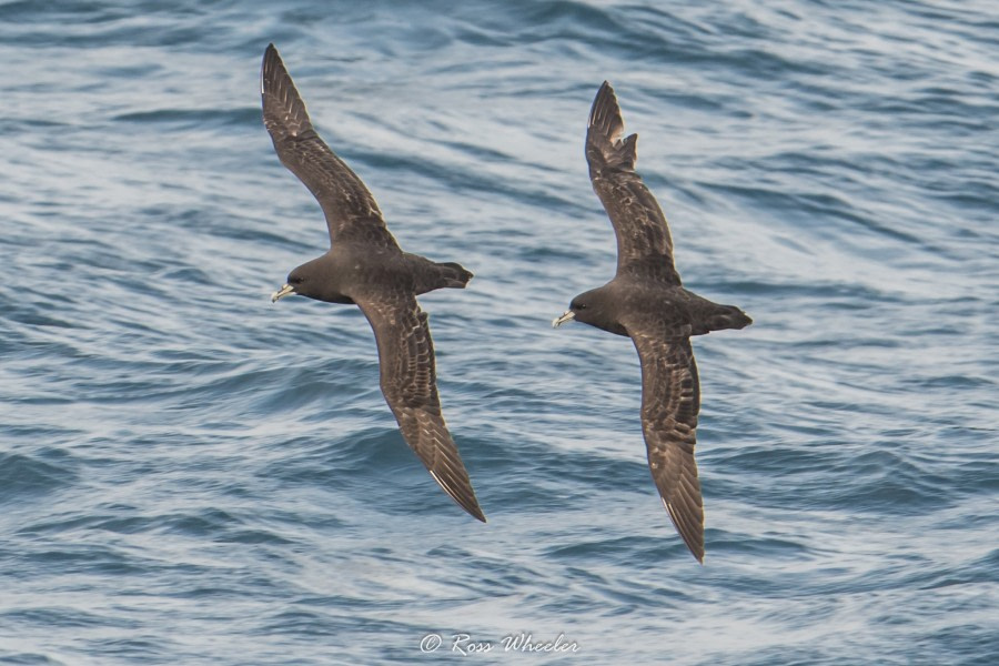 HDS31-20, Day 02, 25 Feb White-Chinned Petrels - Oceanwide Expeditions.jpg