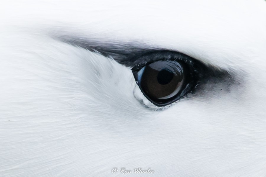 HDS31-20, Day 03, 26 Feb Black-Browed Albatross With Chick8 - Oceanwide Expeditions.jpg