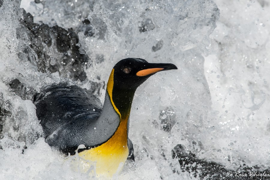 HDS31-20, Day 09, 03 Mar King Penguins3 - Oceanwide Expeditions.jpg