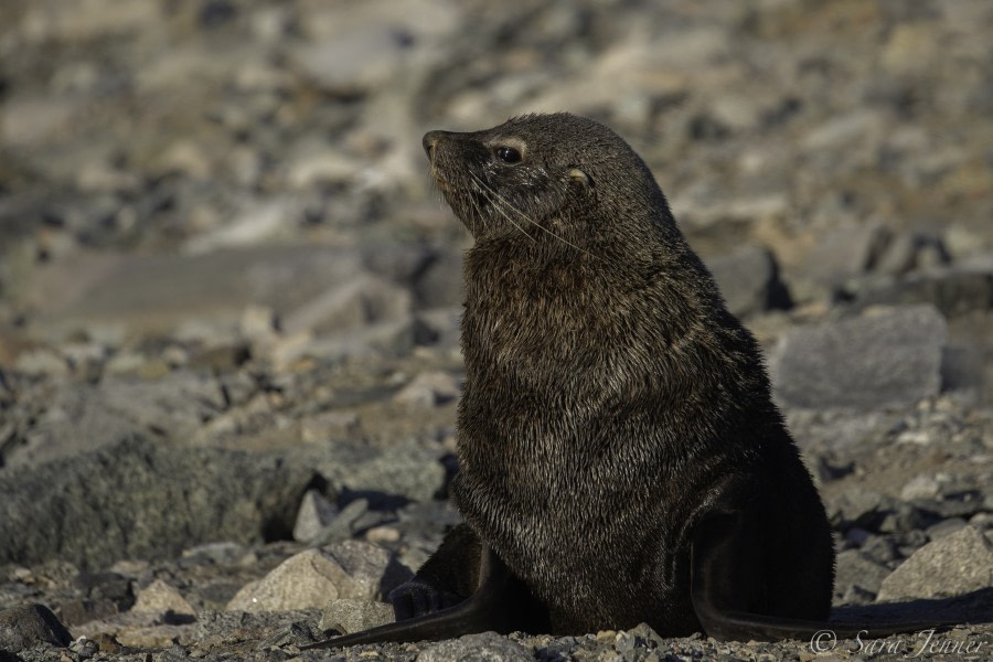 Horseshoe Island Fur seal © Sara Jenner - Oceanwide Expeditions.jpg