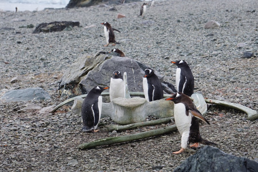 Gerlach Strait / Danco Island