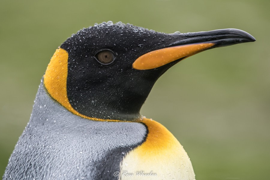 HDS31-20, Day 08, 02 Mar King Penguin - Oceanwide Expeditions.jpg