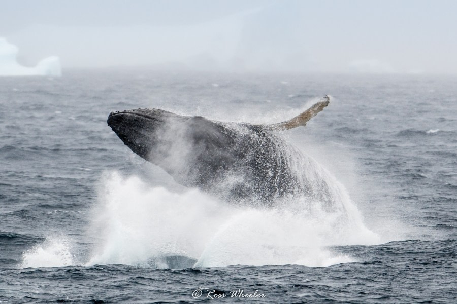 Humpback Breaching © Ross Wheeler - Oceanwide Expeditions.jpg