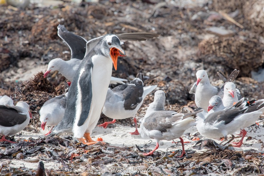 HDS31-20, Day 03, 26 Feb gentooPuke3 - Oceanwide Expeditions.jpg