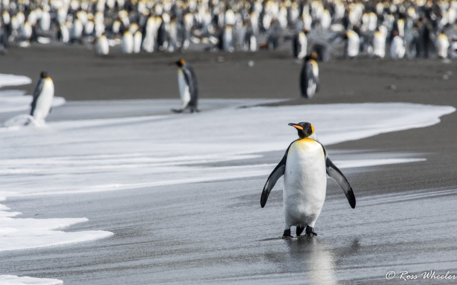 HDS31-20, Day 09, 03 Mar King Penguins4 - Oceanwide Expeditions.jpg