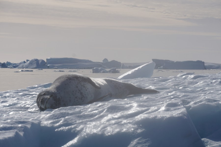 PLA31-20, Day 06, Lemaire_Petermann_Pleneau Day6cruise5_Steffi_Liller -Oceanwide Expeditions.JPG