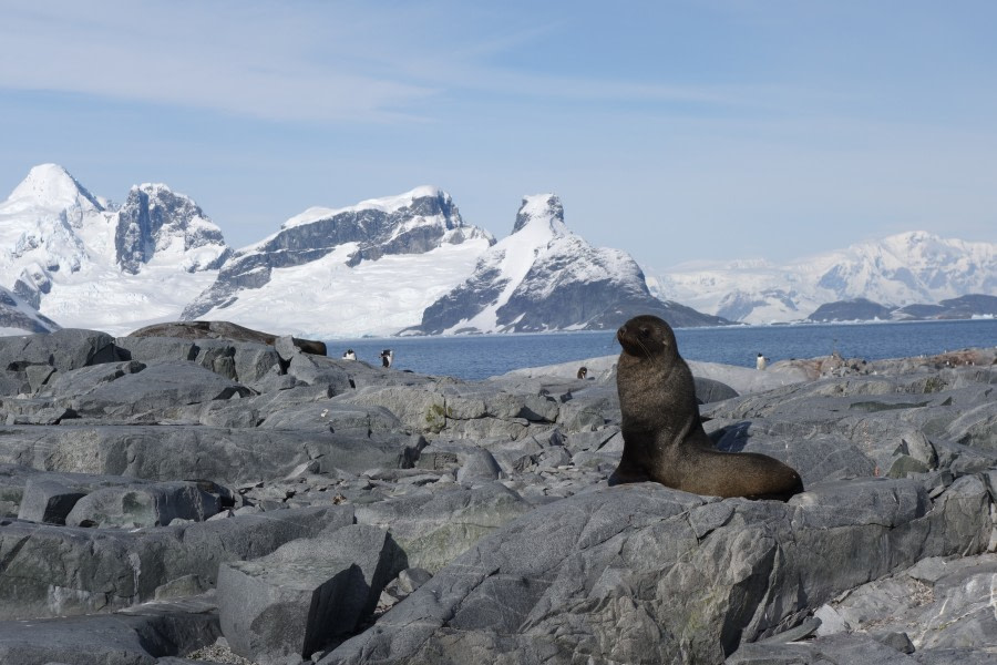 PLA31-20, Day 06, Lemaire_Petermann_Pleneau Nelleke 5 -Oceanwide Expeditions.jpeg