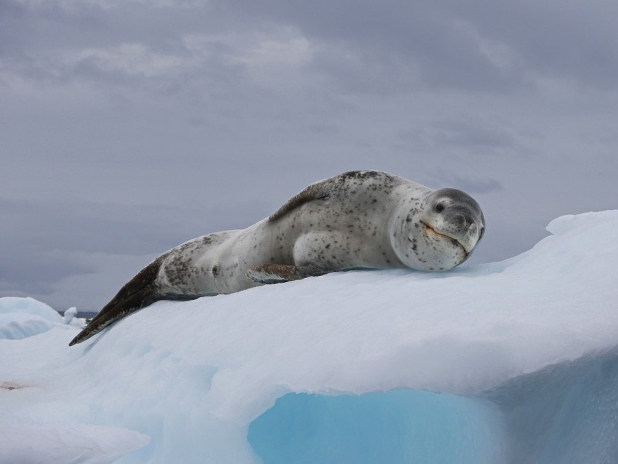 Leopard Seal chilling © Colin Drake - Oceanwide Expeditions.jpg