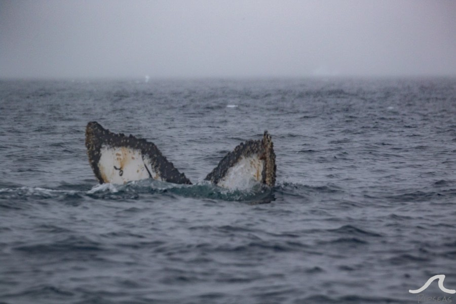 PLA32-20, Day 07, 15 March, pippalow-8843 - Oceanwide Expeditions.jpg