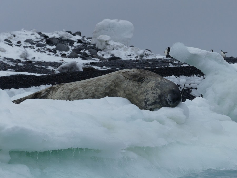 OTL28-20, 23 Feb, Sleeping Weddell seal, Victoria Salem - Oceanwide Expeditions.jpg